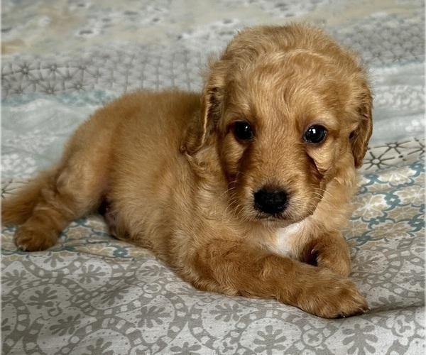 Medium Photo #11 Goldendoodle (Miniature) Puppy For Sale in PENSACOLA, FL, USA