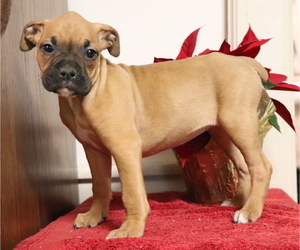 Boxer Puppy for sale in SHILOH, OH, USA