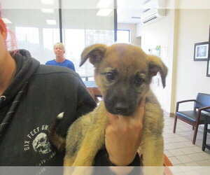 German Shepherd Dog Dogs for adoption in Ocala, FL, USA