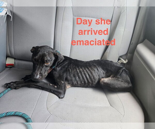 Medium Photo #7 Labrador Retriever-Unknown Mix Puppy For Sale in Orlando, FL, USA