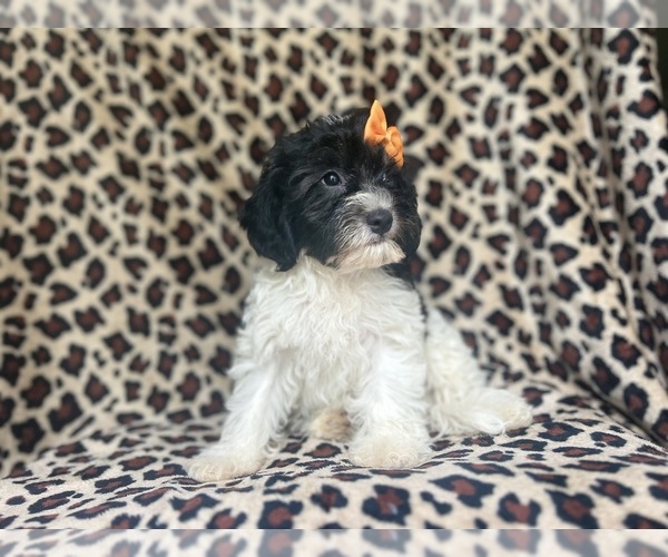 Medium Photo #6 Cavapoo Puppy For Sale in LAKELAND, FL, USA