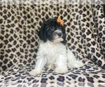 Small #5 Cavapoo
