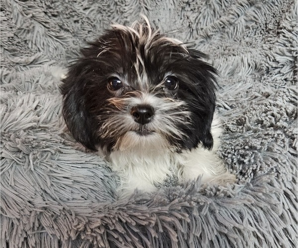 Medium Photo #4 Shorkie Tzu Puppy For Sale in WALSH, IL, USA