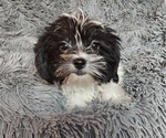Small #3 Shorkie Tzu