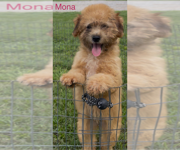Medium Photo #1 Miniature Australian Shepherd-Poodle (Toy) Mix Puppy For Sale in AZLE, TX, USA