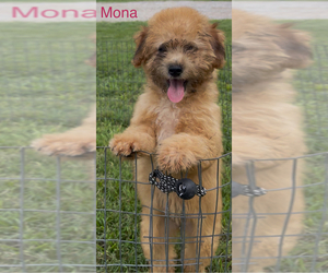Miniature Australian Shepherd-Poodle (Toy) Mix Puppy for Sale in AZLE, Texas USA