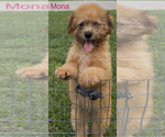 Image preview for Ad Listing. Nickname: Mona
