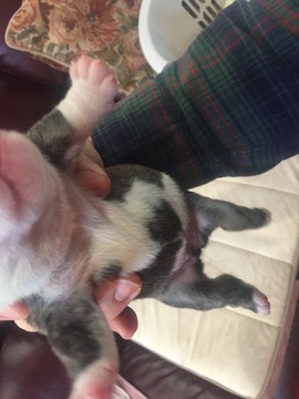 Medium Photo #4 English Bulldog Puppy For Sale in HILLSBORO, NC, USA