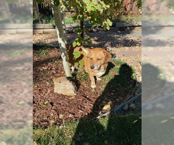 Medium Photo #4 Pembroke Welsh Corgi-Unknown Mix Puppy For Sale in Denver , CO, USA