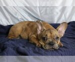 Small Photo #1 French Bulldog Puppy For Sale in GOLDEN OAK, FL, USA