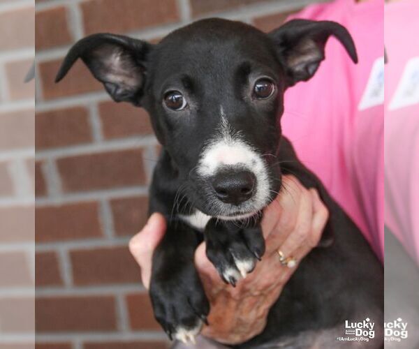 Medium Photo #1 Dachshund-Retriever  Mix Puppy For Sale in Washington, DC, USA