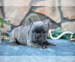 Small #1 French Bulldog