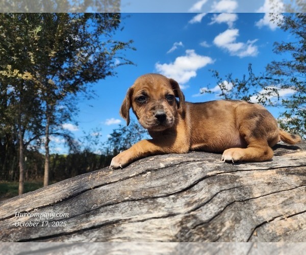 Medium Photo #5 Catahoula Leopard Dog Puppy For Sale in CUMBY, TX, USA