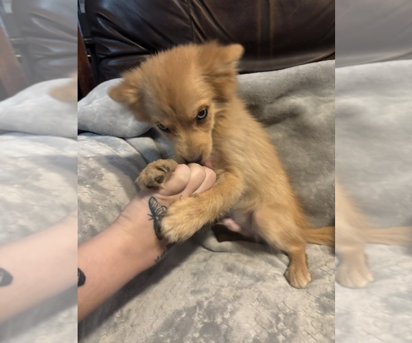 Medium Photo #6 Pomsky Puppy For Sale in FORT MADISON, IA, USA