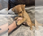 Small Photo #6 Pomsky Puppy For Sale in FORT MADISON, IA, USA