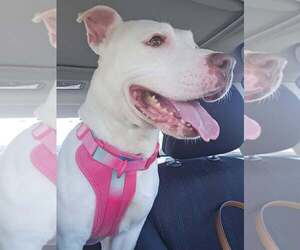 Mutt Dogs for adoption in Martinsburg, WV, USA