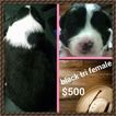 Small Photo #1 Australian Shepherd Puppy For Sale in KEENESBURG, CO, USA