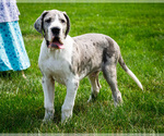 Puppy Simon Great Dane