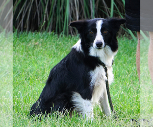 Mother of the Border Collie puppies born on 03/31/2025