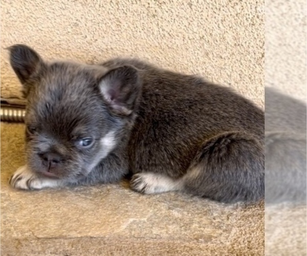 Medium Photo #2 French Bulldog Puppy For Sale in MINNEAPOLIS, MN, USA