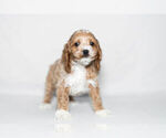 Small Photo #6 Cockapoo Puppy For Sale in NAPPANEE, IN, USA