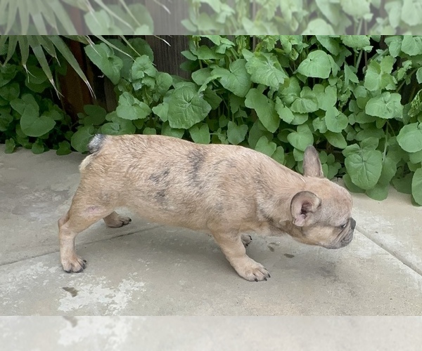 Medium Photo #9 French Bulldog Puppy For Sale in DISCOVERY BAY, CA, USA