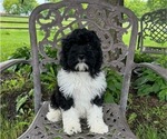 Puppy Chunk Cavapoo
