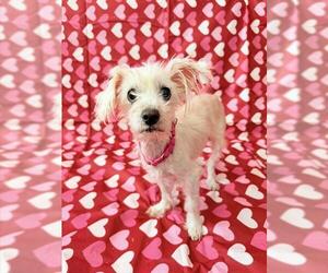 Maltese Dogs for adoption in Boston, MA, USA