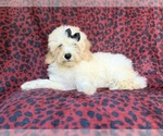 Small #2 Cockapoo (Miniature)