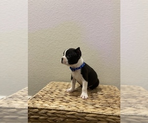 Boston Terrier Puppy for sale in MERCED, CA, USA