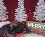 Small Photo #11 Mastiff Puppy For Sale in TITUSVILLE, FL, USA