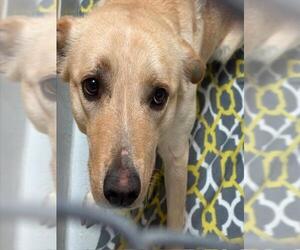 Labrador Retriever Mix Dog for Adoption in Tulsa, Oklahoma USA
