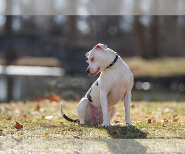 Medium Photo #28 American Pit Bull Terrier-Unknown Mix Puppy For Sale in Germantown, OH, USA