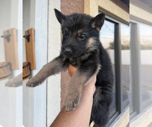 German Shepherd Dog Puppy for sale in MESA, AZ, USA