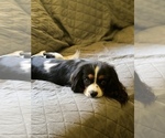Small Photo #1 Cavalier King Charles Spaniel Puppy For Sale in ALSEA, OR, USA