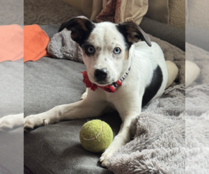 Aussiedor Dogs for adoption in Anchorage, AK, USA