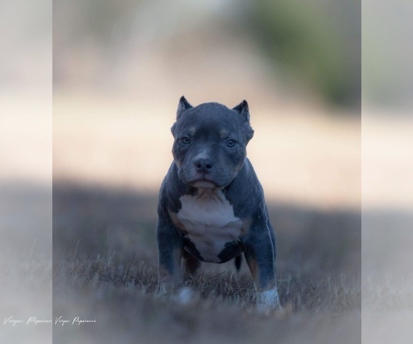 Full screen Photo #2 American Bully Puppy For Sale in BAKERSFIELD, CA, USA