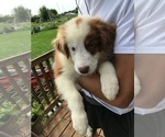 Puppy 1 Australian Shepherd