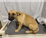 Small German Shepherd Dog