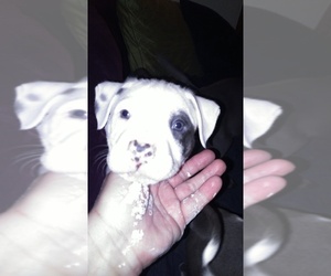 American Pit Bull Terrier Puppy for sale in WENATCHEE, WA, USA
