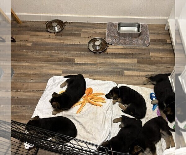 Medium Photo #6 German Shepherd Dog Puppy For Sale in SACRAMENTO, CA, USA