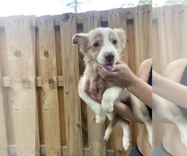 Medium Photo #1 Australian Shepherd-Border-Aussie Mix Puppy For Sale in ORLANDO, FL, USA