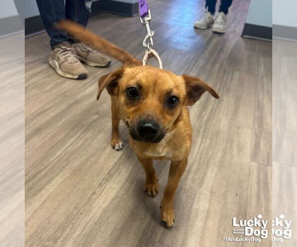 Medium Photo #2 Chiweenie Puppy For Sale in Washington, DC, USA