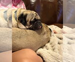Small #2 Pug