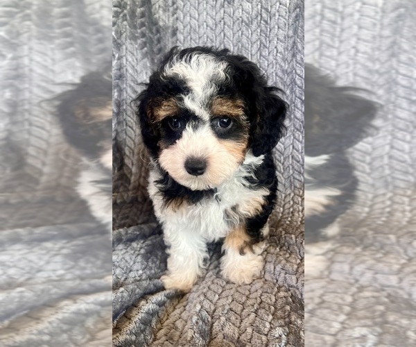 Medium Photo #1 Poodle (Toy) Puppy For Sale in Lexington, NC, USA