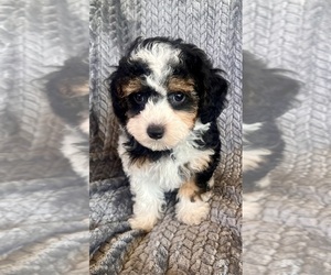 Poodle (Toy) Puppy for sale in Lexington, NC, USA