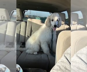 Poodle (Standard) Puppy for sale in HEWITT, TX, USA