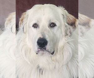 Great Pyrenees Dogs for adoption in Kennesaw, GA, USA