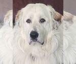 Small Great Pyrenees