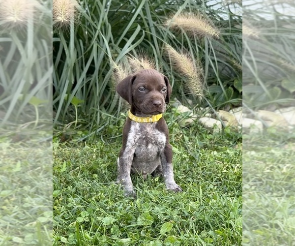 Medium Photo #5 German Shorthaired Pointer Puppy For Sale in XENIA, OH, USA